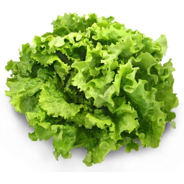 Salade verte